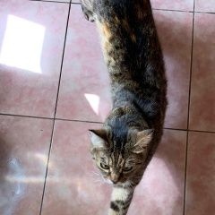 Фото: пропала кошка «Пропала кошка Батайск» в г. Батайск